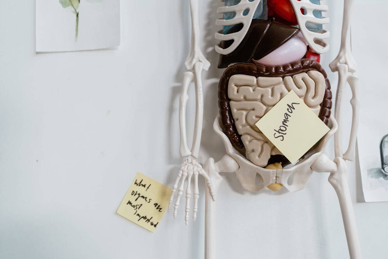 Skeleton Model Hanging on the Wall